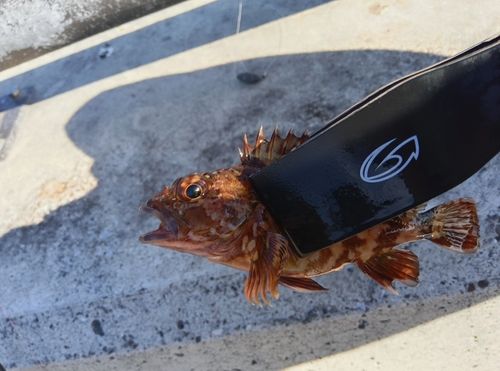 カサゴの釣果