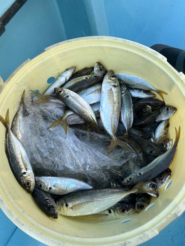 マアジの釣果