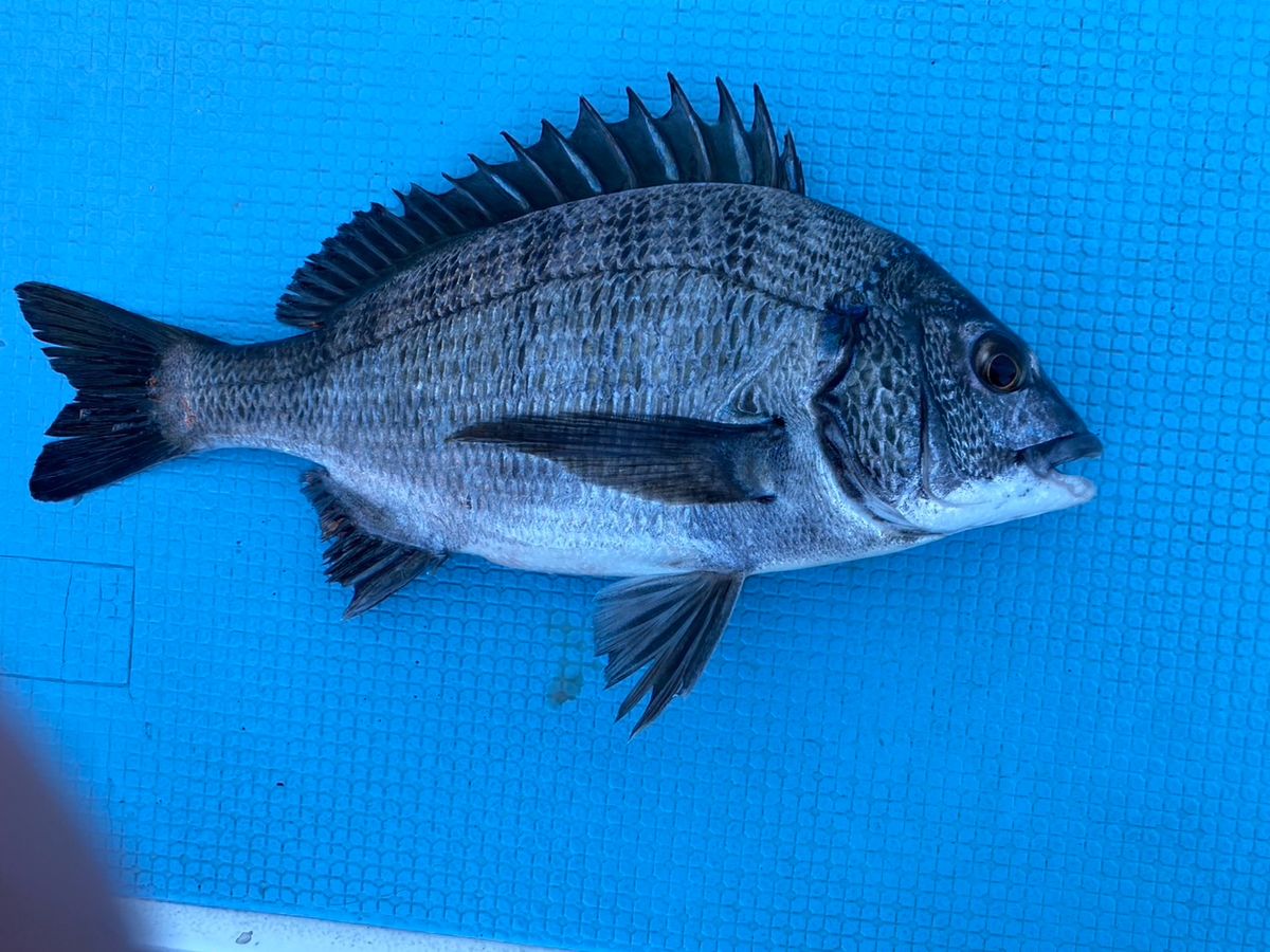 上州屋信者さんの釣果 2枚目の画像