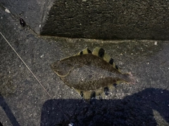 カワガレイの釣果