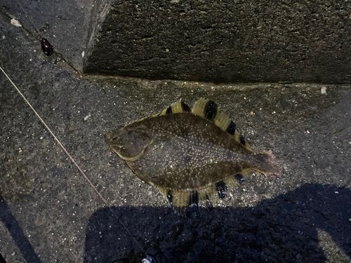 カワガレイの釣果