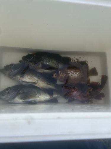 クロメバルの釣果