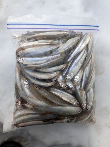 ワカサギの釣果