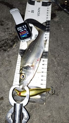 セイゴ（ヒラスズキ）の釣果