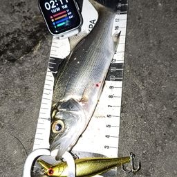 セイゴ（ヒラスズキ）