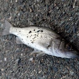 セイゴ（マルスズキ）