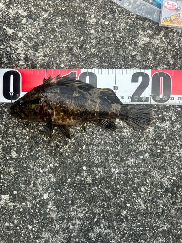 タケノコメバルの釣果