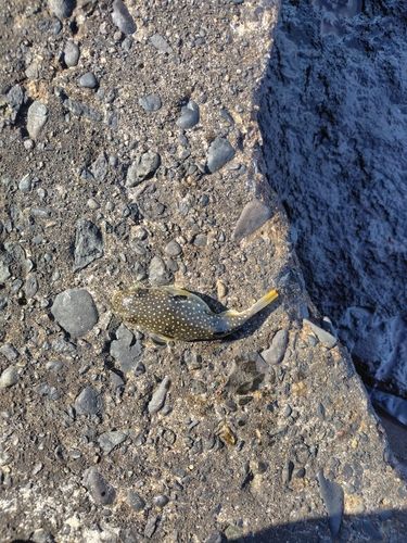 クサフグの釣果