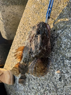 カジカの釣果