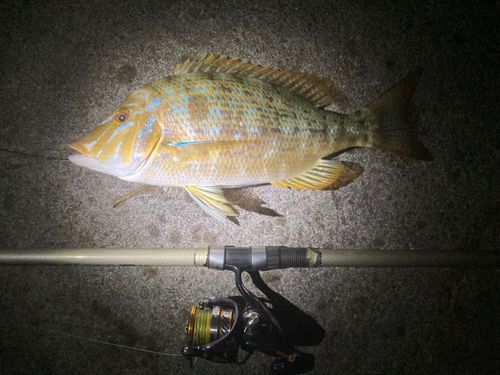 ハマフエフキの釣果