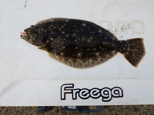 ヒラメの釣果