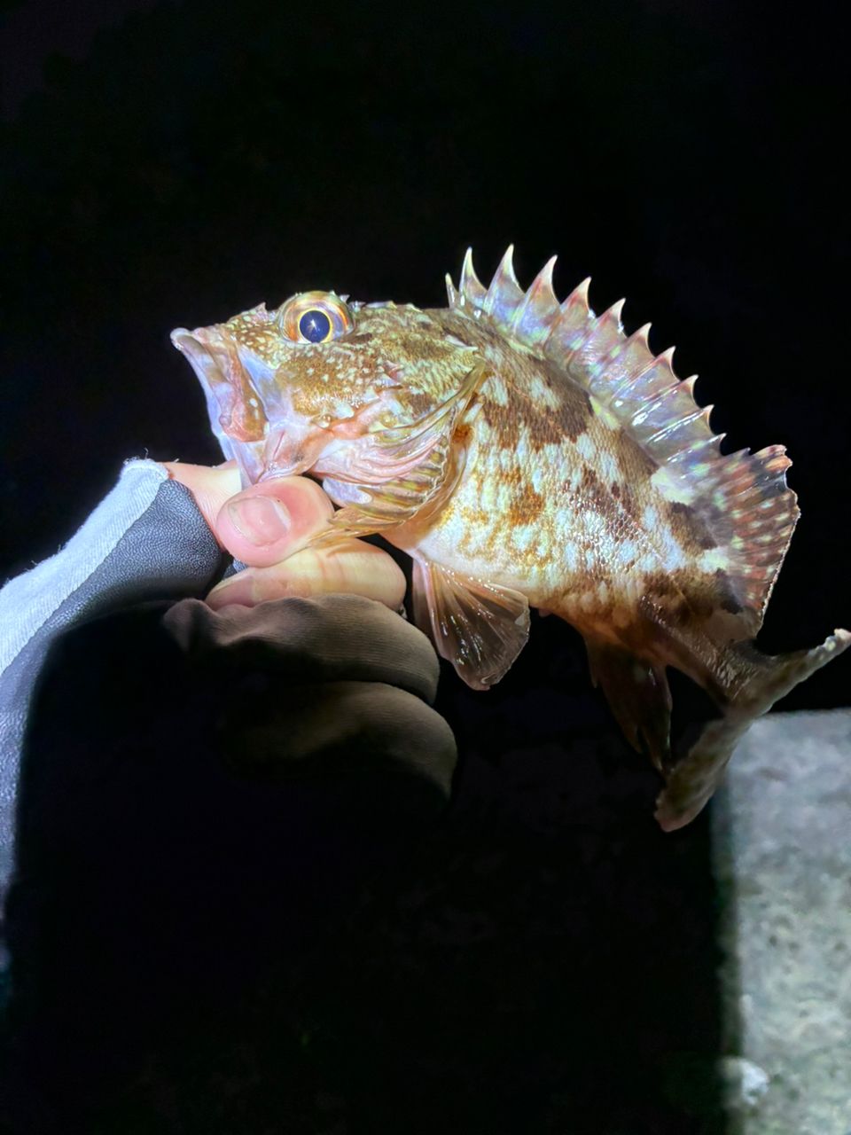 DAIWA 17月下美人 EX アジング 55L/HS-SMT・Eの最安値・インプレ・釣果