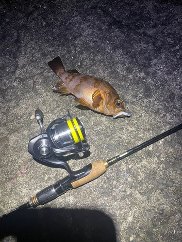 アカメバルの釣果