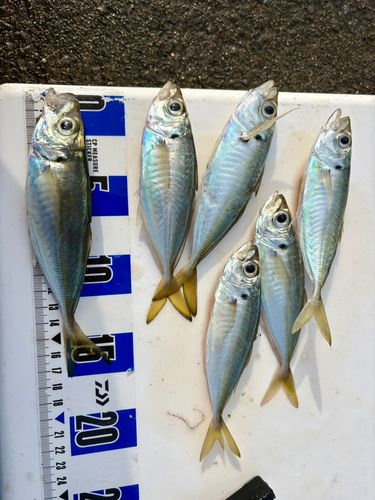 アジの釣果
