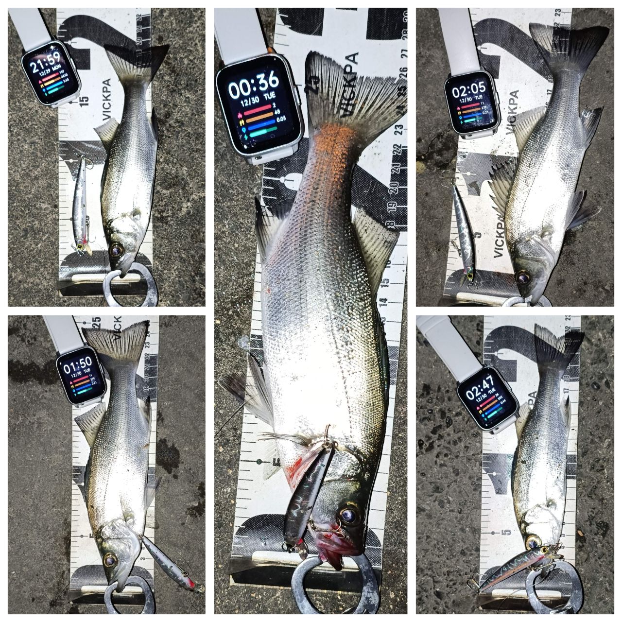 セイゴ（ヒラスズキ）