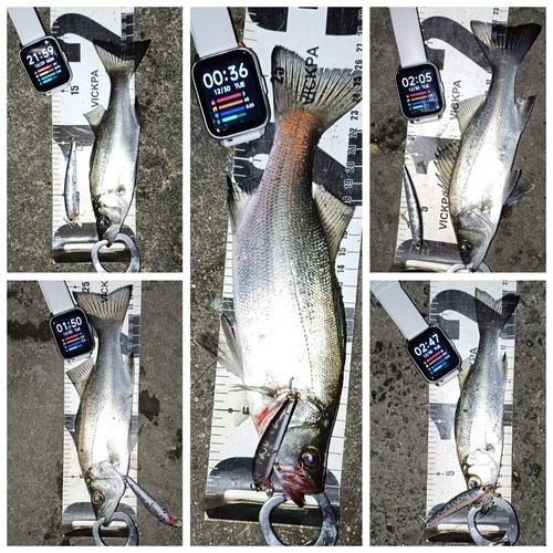 セイゴ（ヒラスズキ）の釣果