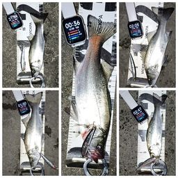 セイゴ（ヒラスズキ）