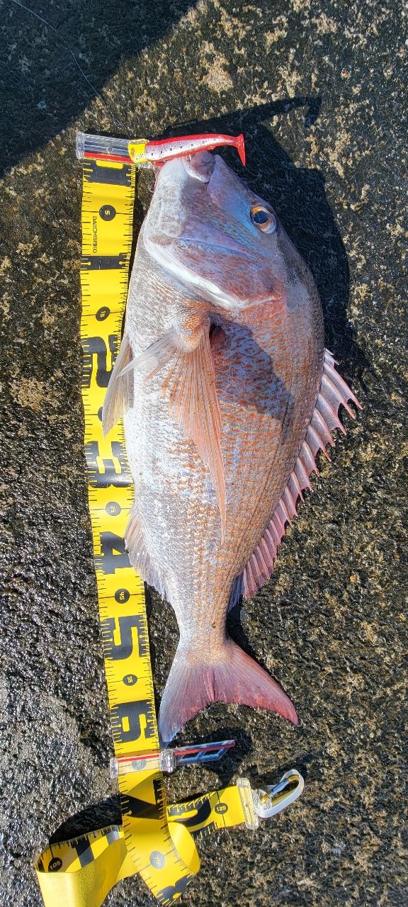 Jackson サーフトライブ STHS-1082MLの最安値・インプレ・釣果 | 本音