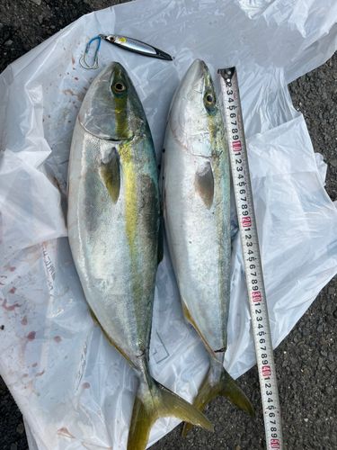 ハマチの釣果