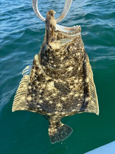 東京湾（富津〜金谷）