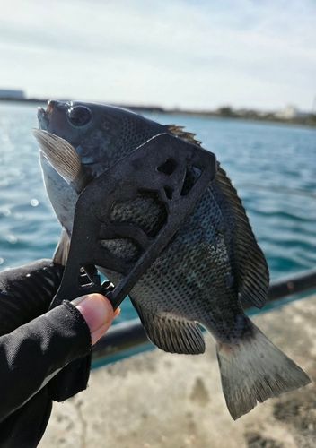 メジナの釣果
