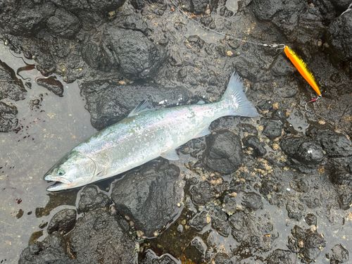 サクラマスの釣果
