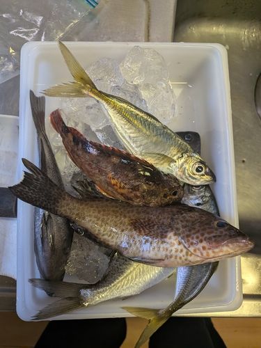 オオモンハタの釣果