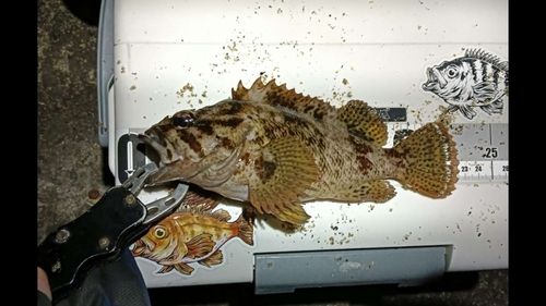 ムラソイの釣果