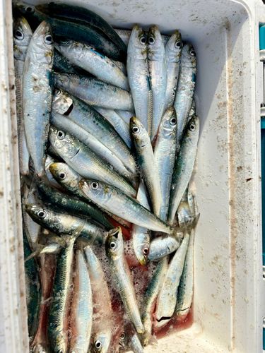 マイワシの釣果