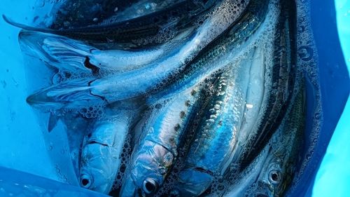 マイワシの釣果