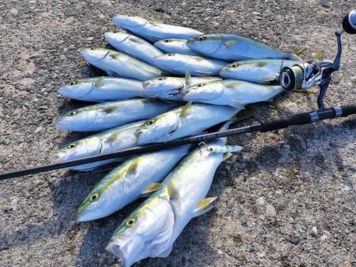 フクラギの釣果