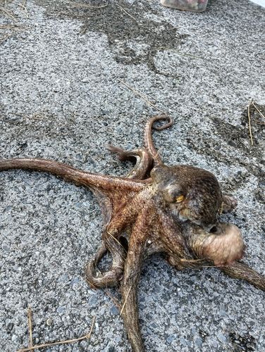 本牧海づり施設