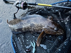 アイナメの釣果