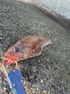 アブラコの釣果