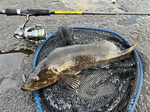 アイナメの釣果