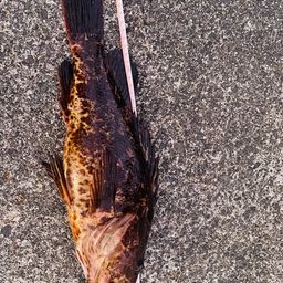 タケノコメバル