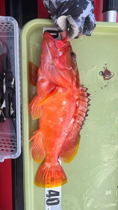 アカハタの釣果