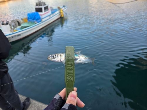 トウゴロウイワシの釣果