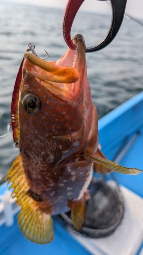 アコウの釣果
