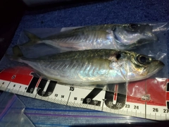 アジの釣果