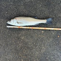 マダカ（マルスズキ）