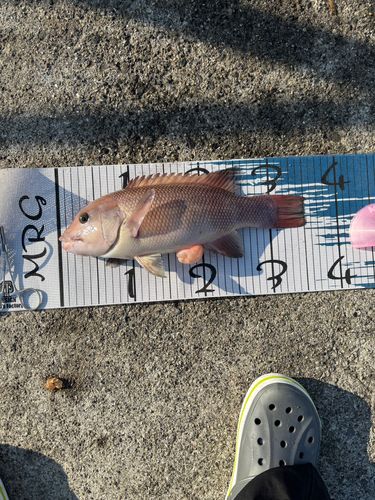 コブダイの釣果