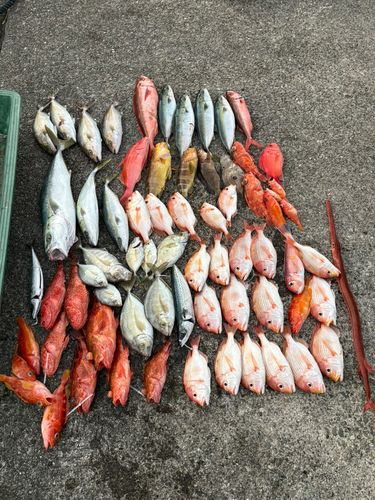 カンパチの釣果