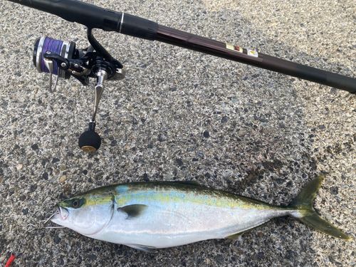 ヒラマサの釣果