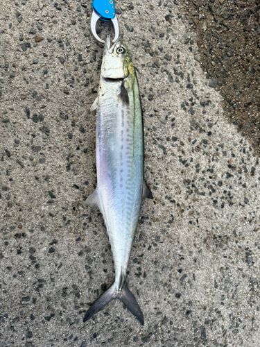 サゴシの釣果