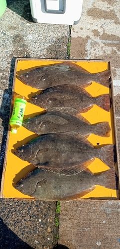 ヒラメの釣果
