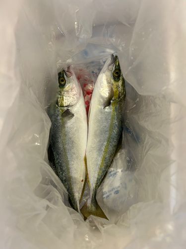 ツバスの釣果
