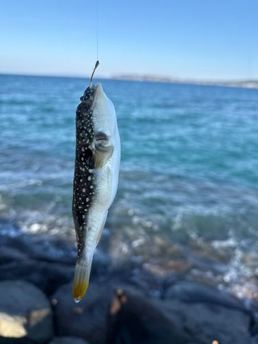 クサフグの釣果