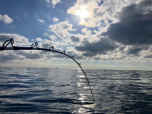 ムロアジの釣果