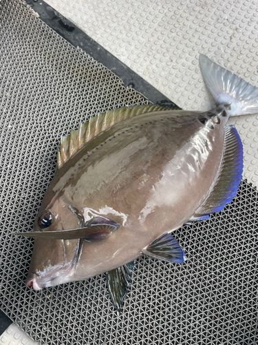 ニザダイの釣果